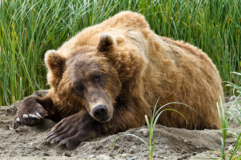 Resting Grizzly Bear